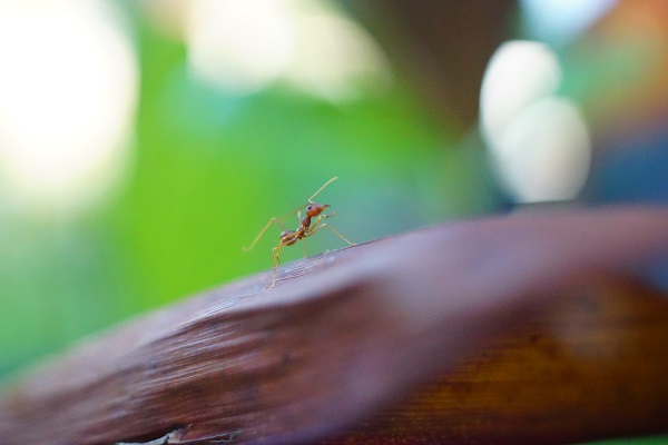 CZ Flektogon 35 f2.8