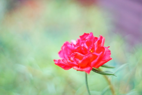 CZ Flektogon 35 f2.8